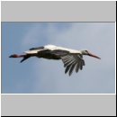 Ciconia ciconia - Weissstorch 04.jpg